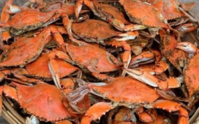 It’s the 10 Crab Commandments (MARYLAND EDITION)